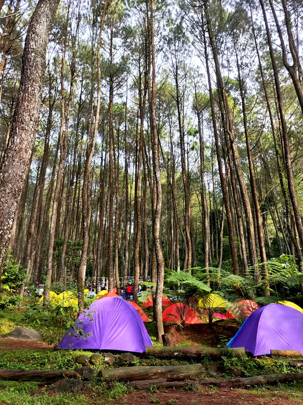 Tempat Camping Terbaik di Bogor