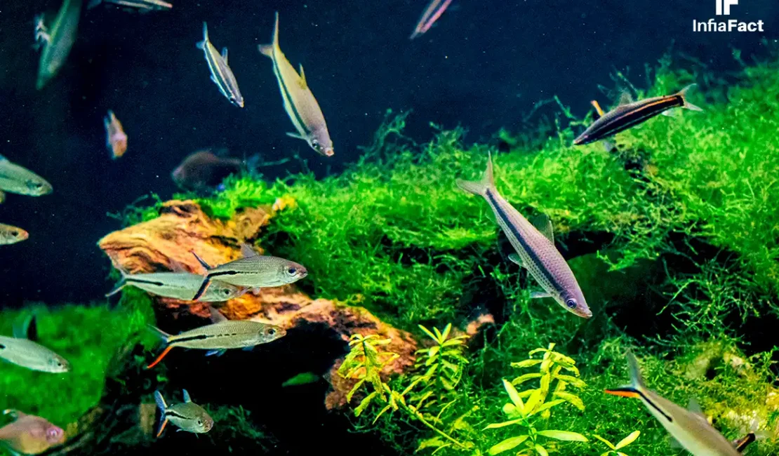 Merawat Kehidupan di Akuarium