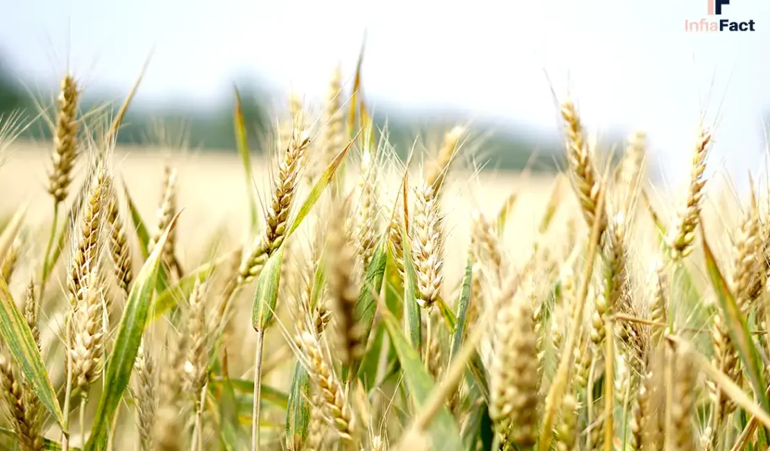 Tips Hasil Tani Anti Gagal