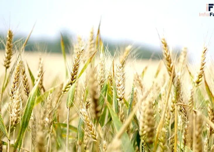 Tips Hasil Tani Anti Gagal