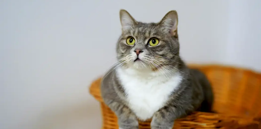 Manfaat Memelihara Kucing