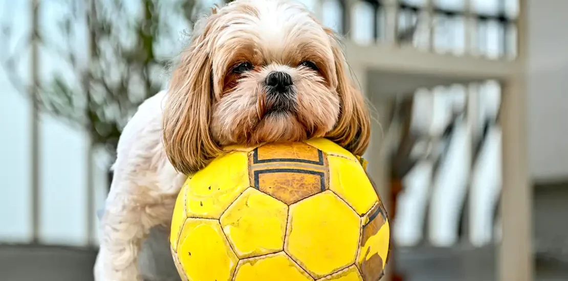 tips sederhana merawat anjing Shih Tzu