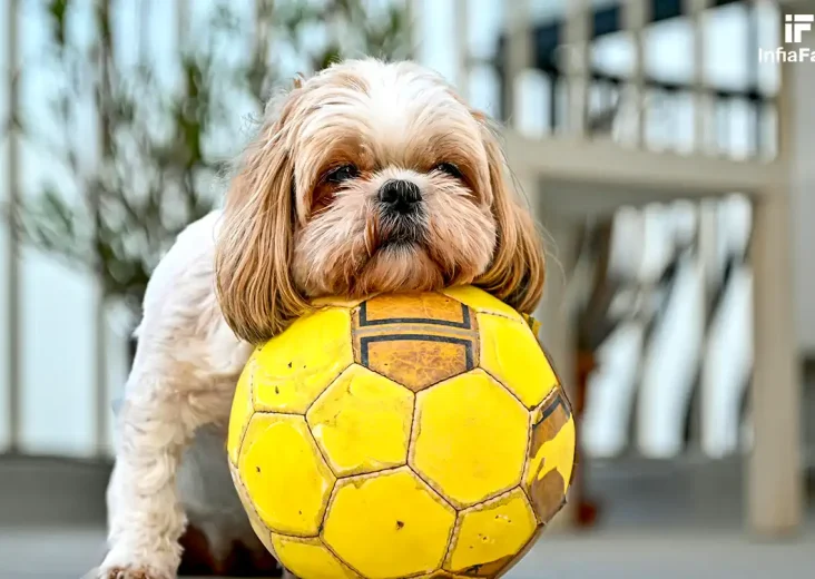 tips sederhana merawat anjing Shih Tzu