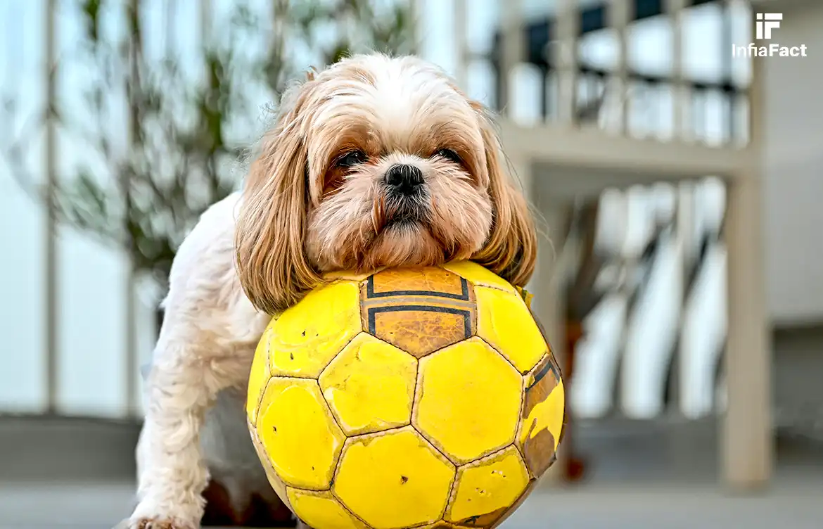 tips sederhana merawat anjing Shih Tzu